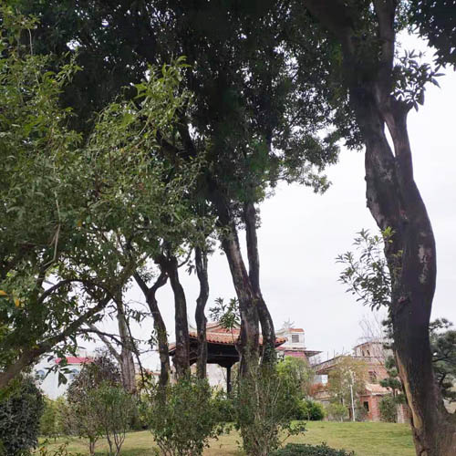 Ημέρα Arbor της Κίνας